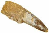 Fossil Spinosaurus Tooth - Real Dinosaur Tooth #305856-1